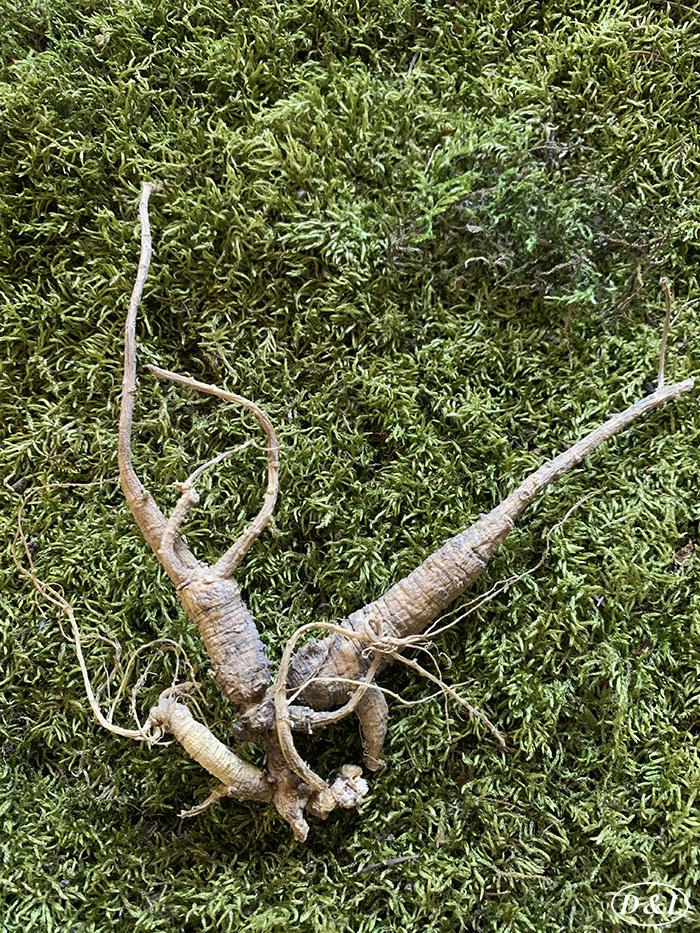 野山参专线- lulu威斯康星花旗参- lulu Wisconsin ginseng